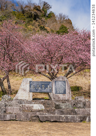 燒津市笛吹團公園盛開的河津櫻花(靜岡縣) 燒津市笛吹團公園盛開的河津櫻花(靜岡縣) 141234638