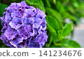 Purple hydrangea and back blur 141234676