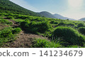 Overgrown grass 141234679
