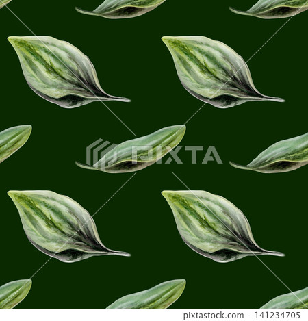 Plantain leaves seamless pattern watercolor illustration on dark background. Plantago foliage for premium men grooming packaging, organic cosmetics branding, luxury herbal wellness textile print 141234705