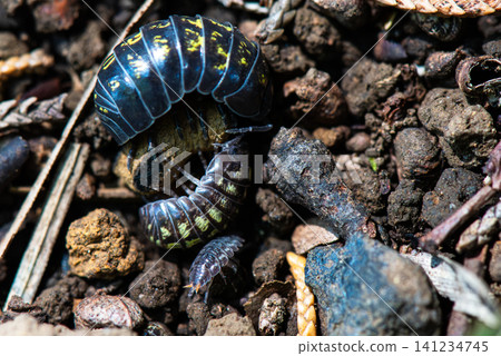 A pill bug with a yellow pattern on its back 141234745
