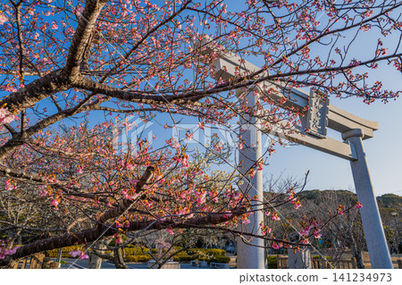 A view of the torii gate and plum blossoms at Sakuragaike Park in Omaezaki City, Shizuoka Prefecture. A view of the torii gate and plum blossoms at Sakuragaike Park in Omaezaki City, Shizuoka Prefecture. 141234973