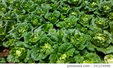 Aerial view Chinese cabbages field plantation, Chinese cabbage agriculture field vegetable rows farming agriculture, Landscape with agricultural land chinese cabbage crops. Aerial view Chinese cabbages field plantation, Chinese cabbage agriculture field vegetable rows farming agriculture, Landscape with agricultural land chinese cabbage crops. 141234996