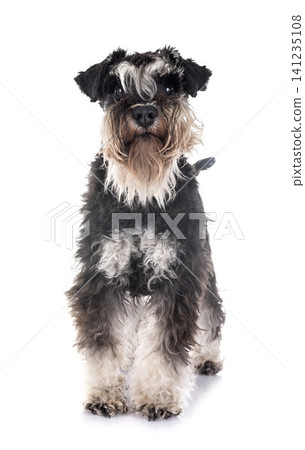 miniature schnauzer in studio miniature schnauzer in studio 141235108