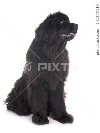 newfoundland dog in studio newfoundland dog in studio 141235110