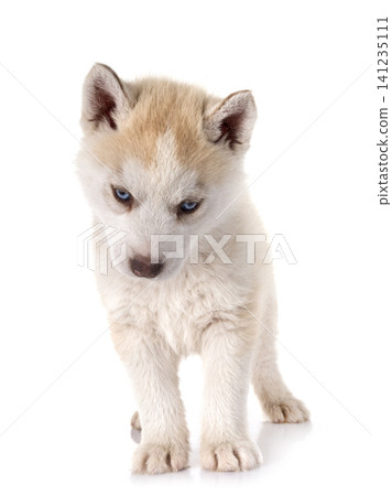 puppy siberian husky puppy siberian husky 141235111