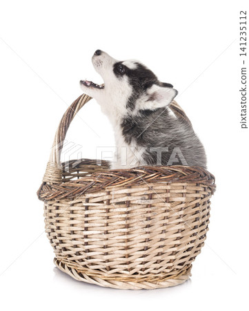 puppy siberian husky puppy siberian husky 141235112