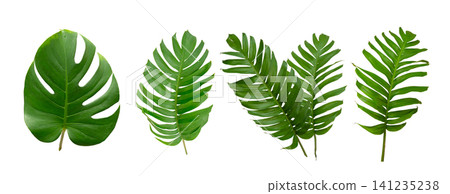 Palm and monstera green leaf tropical plant isolated on white background. Palm and monstera green leaf tropical plant isolated on white background. 141235238