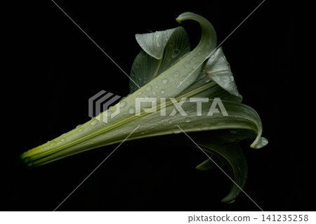Easter lily and bud 141235258