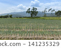 Aerial view of Sanxing scallion field, Taiwan 141235329