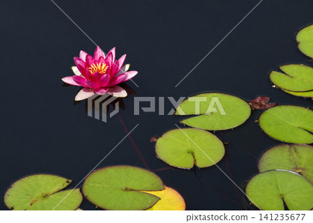 Pink Water Lily Blooming on a Calm Pond with Green Lily Pads 141235677