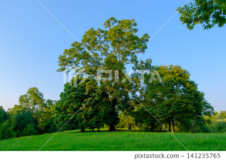 A lush summer park scene against a blue sky. 141235765
