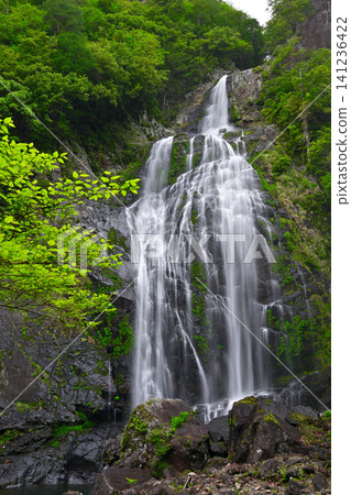 千尋瀑布(奈良縣吉野縣上北山村) 千尋瀑布(奈良縣吉野縣上北山村) 141236422