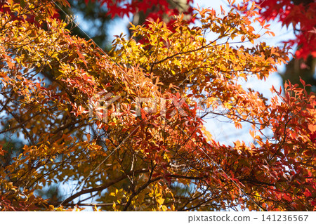 日本 美麗 楓葉 旅遊 背景 楓樹 Maple leaf メープルリーフ 紅葉 モミジ もみじ 日本 美麗 楓葉 旅遊 背景 楓樹 Maple leaf メープルリーフ 紅葉 モミジ もみじ 141236567