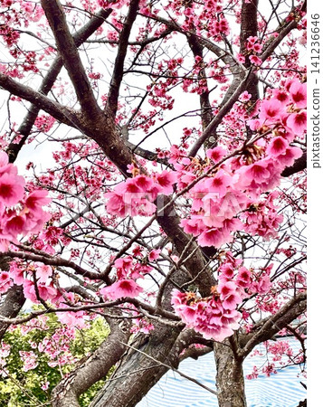 Cherry blossoms Cherry blossoms 141236646
