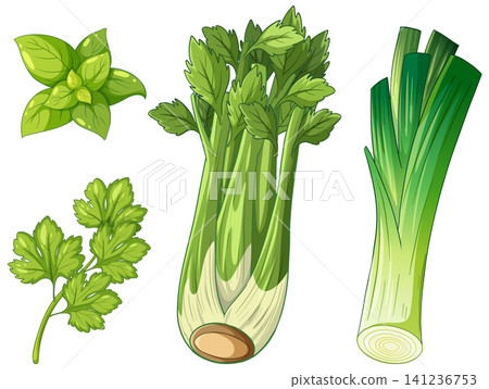 Vector Illustration of Fresh Green Celery Leek Basil and Parsley Vector Illustration of Fresh Green Celery Leek Basil and Parsley 141236753