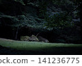 A mystical natural scene: moss-covered rocks standing in a quiet forest in the early morning, with sunlight filtering through the grass. 141236775