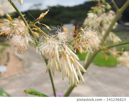 The flower of Macleaya cordata, a perennial herb belonging to the poppy family. The flower of Macleaya cordata, a perennial herb belonging to the poppy family. 141236823