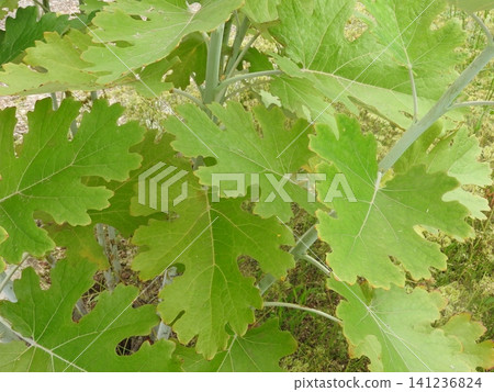 Leaves of Macleaya cordata, a perennial plant belonging to the poppy family. Leaves of Macleaya cordata, a perennial plant belonging to the poppy family. 141236824