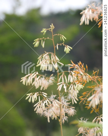 The flower of Macleaya cordata, a perennial herb belonging to the poppy family. The flower of Macleaya cordata, a perennial herb belonging to the poppy family. 141236825