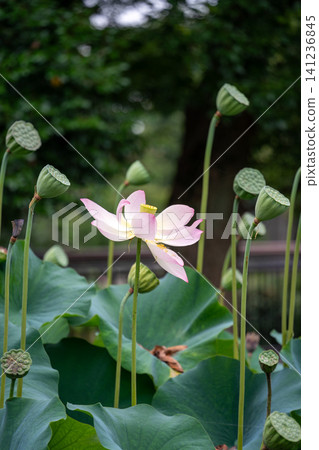Lotus flower surrounded by its receptacle Lotus flower surrounded by its receptacle 141236845