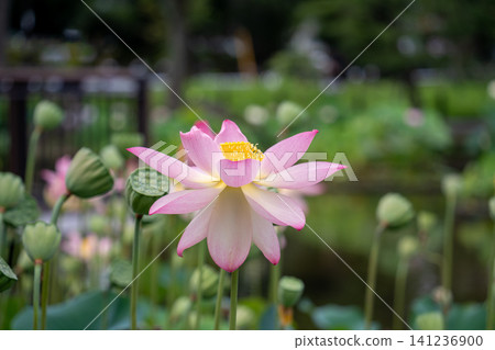 一朵完全盛開的蓮花 一朵完全盛開的蓮花 141236900