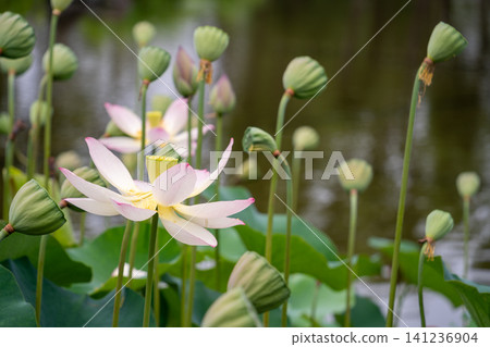 Lotus flowers in full bloom by the water's edge Lotus flowers in full bloom by the water's edge 141236904