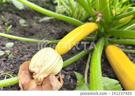 Fresh yellow or golden zucchini with a flower and green stem growing in a home garden. Ripe zucchini in a garden bed, demonstrating organic farming, healthy eating, and a seasonal harvest. Fresh yellow or golden zucchini with a flower and green stem growing in a home garden. Ripe zucchini in a garden bed, demonstrating organic farming, healthy eating, and a seasonal harvest. 141237483