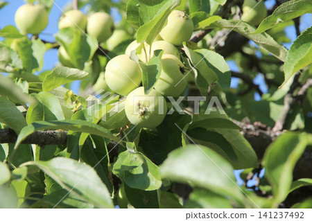 unripe green apples growing on a tree branch in a summer orchard. Fresh organic fruit surrounded by green leaves, symbolizing healthy food, agriculture, and seasonal harvest. unripe green apples growing on a tree branch in a summer orchard. Fresh organic fruit surrounded by green leaves, symbolizing healthy food, agriculture, and seasonal harvest. 141237492