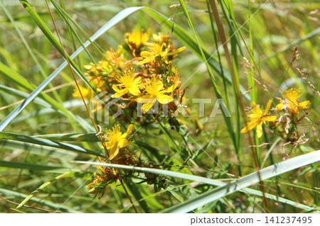 Common St. John's Wort or Hypericum perforatum blooming in a summer meadow. Medicinal yellow wildflowers growing naturally, widely used in traditional herbal medicine and herbal remedies. 141237495