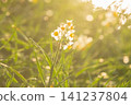 Daffodils illuminated by the setting sun 141237804