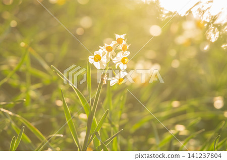 Daffodils illuminated by the setting sun 141237804