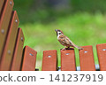 Sparrow perching on the bench 141237919