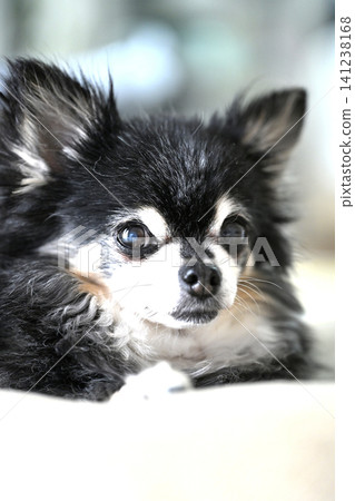 Senior Chihuahua relaxing in the living room Senior Chihuahua relaxing in the living room 141238168