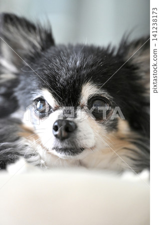 Senior Chihuahua relaxing in the living room 141238173
