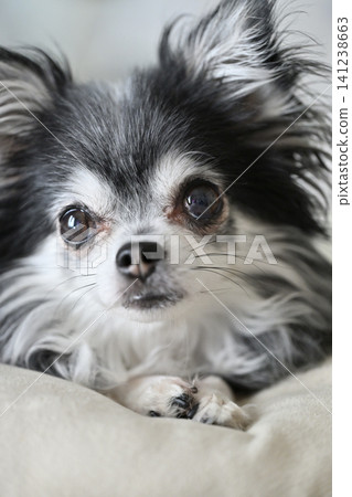 A cute Chihuahua relaxing on a cushion and looking at the camera. A cute Chihuahua relaxing on a cushion and looking at the camera. 141238663