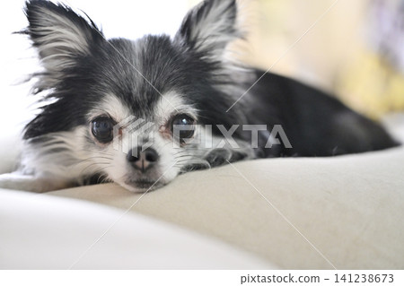 A cute Chihuahua relaxing on a cushion. 141238673