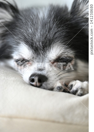 A cute Chihuahua relaxing on a cushion. A cute Chihuahua relaxing on a cushion. 141238680