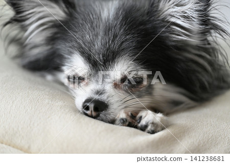 A cute Chihuahua relaxing on a cushion. A cute Chihuahua relaxing on a cushion. 141238681
