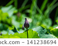一隻蜻蜓停在奧加的蓮花花苞上。 141238694