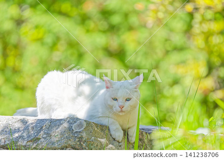 A white cat in the shade of a tree, only its face visible. A white cat in the shade of a tree, only its face visible. 141238706