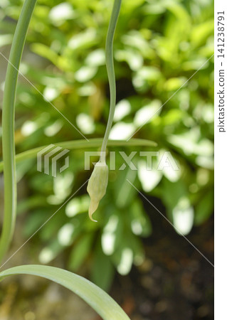 Close-up of Keeled Garlic Flower Bud Before Blooming in Summer Close-up of Keeled Garlic Flower Bud Before Blooming in Summer 141238791