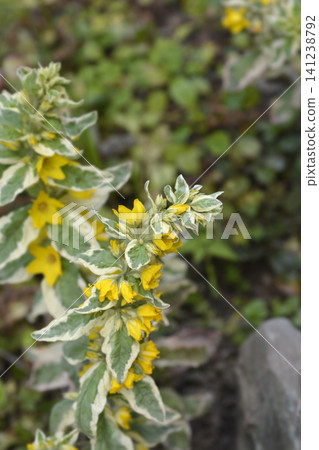 Yellow loosestrife Alexander plant with variegated leaves blooming in a garden Yellow loosestrife Alexander plant with variegated leaves blooming in a garden 141238792