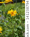 Yellow false sunflowers group blooming in the backyard garden 141238794