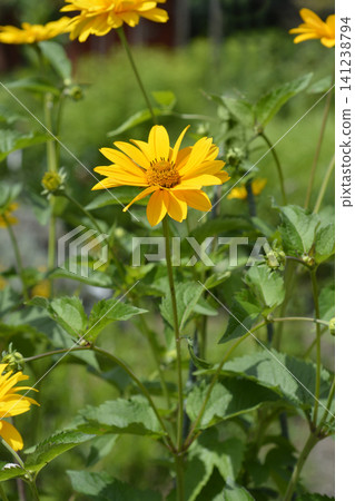 Yellow false sunflowers group blooming in the backyard garden Yellow false sunflowers group blooming in the backyard garden 141238794