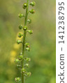Close-up of Common Agrimony Seed Pods on a Green Stalk 141238795