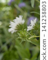 Stokes Aster Flower Bud with Blurred Blossoms 141238803