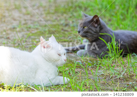A relaxing white cat and a gray cat A relaxing white cat and a gray cat 141238809