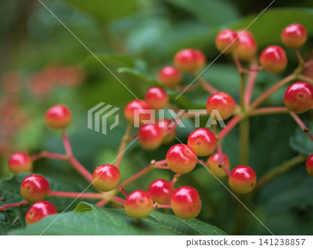 The red berries of the Viburnum dilatatum have started to change color in July. The red berries of the Viburnum dilatatum have started to change color in July. 141238857