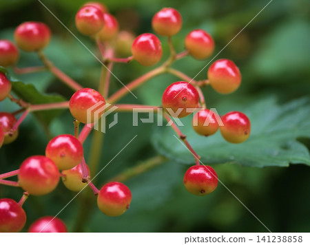 The red berries of the Viburnum dilatatum have started to change color in July. The red berries of the Viburnum dilatatum have started to change color in July. 141238858
